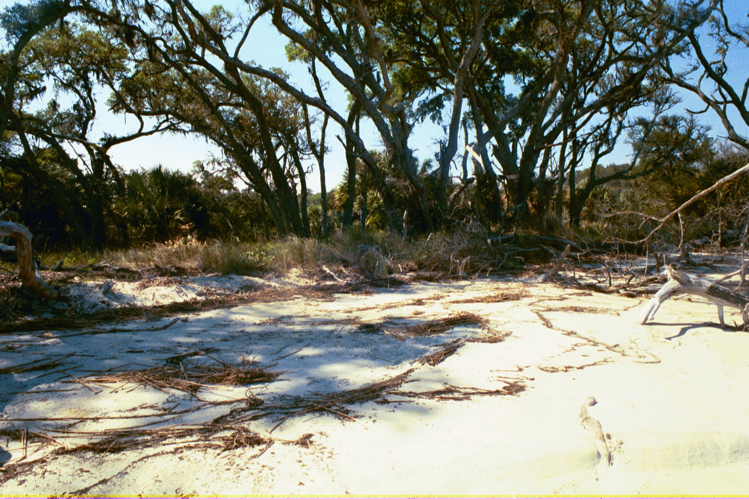 Boneyard